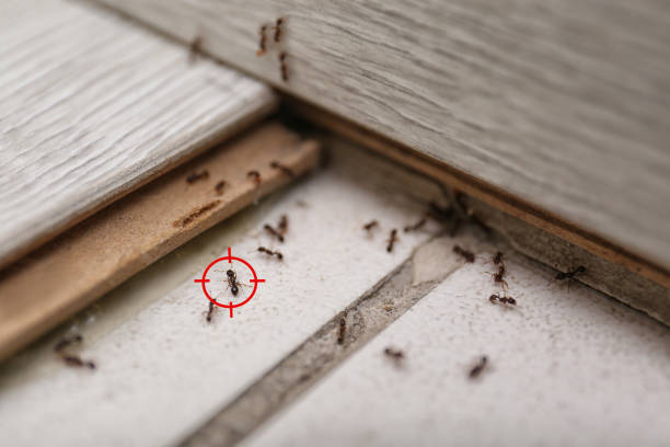 Best Wasp Removal Services  in Ho Ho Kus, NJ